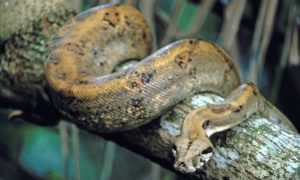 Image of a Boa Constrictor