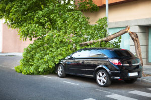 Car with tree snapped in half laying on top of it