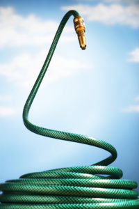 A garden hose rearing up like a snake