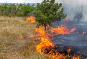 A line of fire is shown burning brush and about to consume a tree