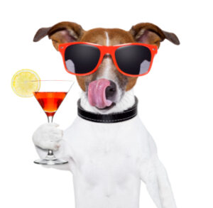 Dog with red sunglasses holding a fancy drink and licking its lips