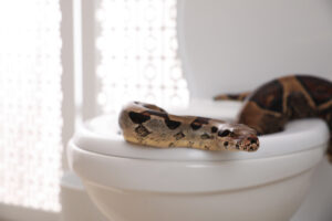 Large snake emerging from a white toilet