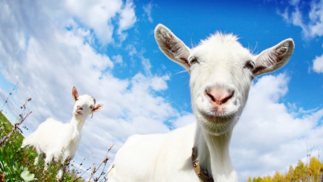 Picture of two white goats with a blue sky and clouds