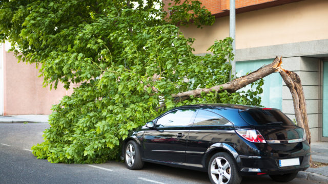 Car with tree snapped in half laying on top of it