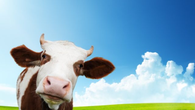A brown and white cow with a bell around it's neck and grass in its mouth staring at the camera with green grass and a blue sky behind