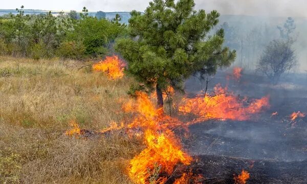 A line of fire is shown burning brush and about to consume a tree
