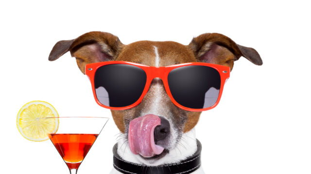 Dog with red sunglasses holding a fancy drink and licking its lips