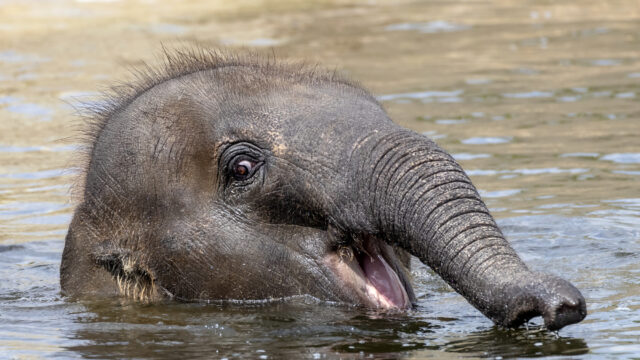 Elephant head showing above a pool of water with their mouth open in what looks like a smile
